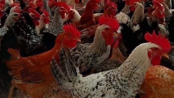 أسعار الدواجن اليوم الخميس 29-5-2025 في محافظة الفيوم