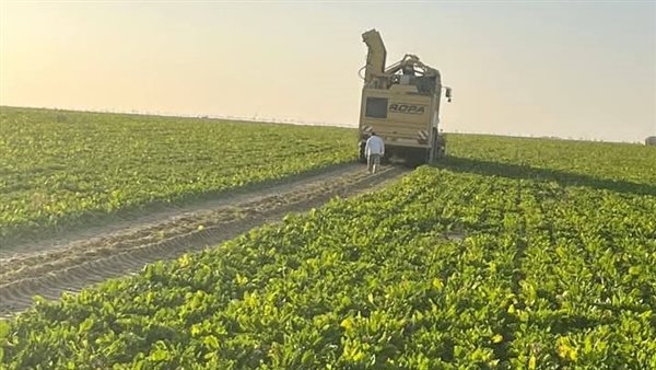 إنتاجية الفدان 35 طنا، انطلاق موسم حصاد بنجر السكر بالوادي الجديد