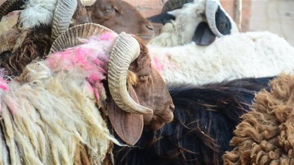 عين صافية وأرجل سليمة، "بيطرى القاهرة" تكشف مواصفات خروف العيد