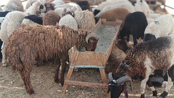 التموين: كيلو الخراف الحية بـ 225 جنيهًا و9 شوادر منتشرة بالمحافظات (صور)