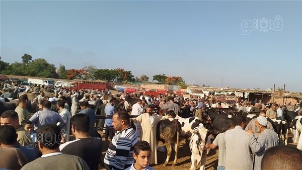 إزاي تختار الأضحية؟، أسعار الماعز في سوق زفتى بالغربية قبل عيد الأضحى (فيديو)