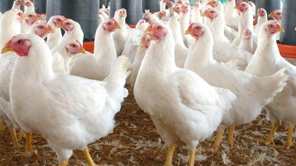 ارتفاع أسعار الفراخ البيضاء في الأسواق اليوم الثلاثاء 3 يونيو 2025