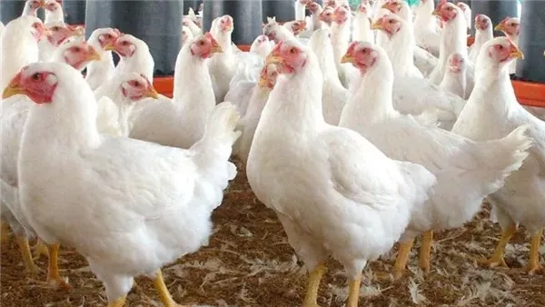 ارتفاع جديد في أسعار الدواجن اليوم الأربعاء 4-6-2025 بالفيوم