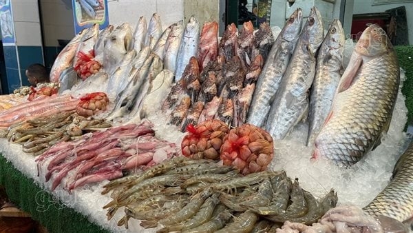 التموين: ضخ 500 كيلو من البلطي والبوري والماكريل والجمبري بـ13 منفذا للأسماك بالقاهرة والجيزة