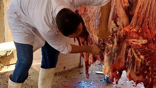 محافظ الجيزة: ذبح 2202 أضحية للمواطنين بالمجازر خلال العيد