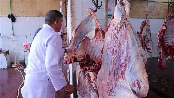 استمرار فتح المجازر لاستقبال الأضاحى وذبحها «بالمجان» بكفرالشيخ