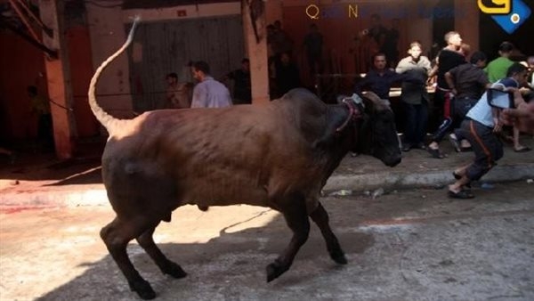 السجن ثلاث سنوات، مطالبات بالتحقيق في واقعة عجل بورسعيد بعد تعرضه للضرب