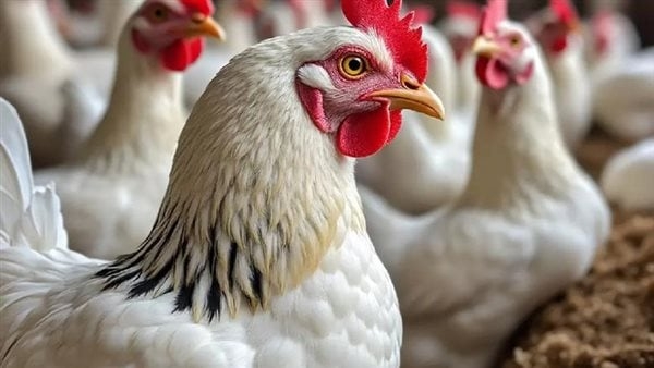 أسعار الفراخ بالأسواق اليوم الأحد ثالث أيام العيد (آخر تحديث)