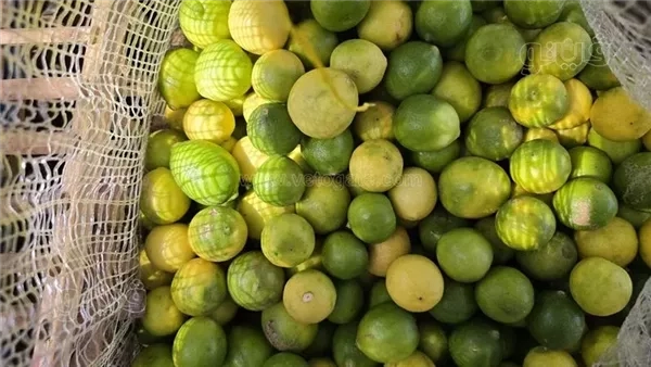 50 جنيها للكيلو، أسعار الليمون في سوق 6 أكتوبر للجملة (فيديو وصور)