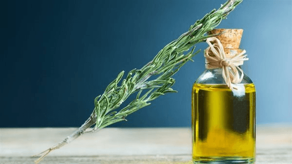 فوائد زيت إكليل الجبل للشعر والصحة