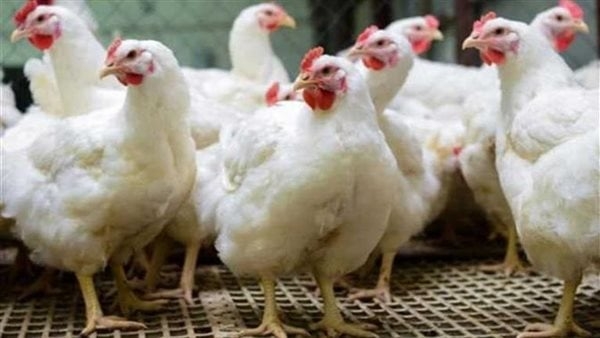 ارتفاع كبير في أسعار الفراخ البيضاء اليوم السبت 14 يونيو 2025