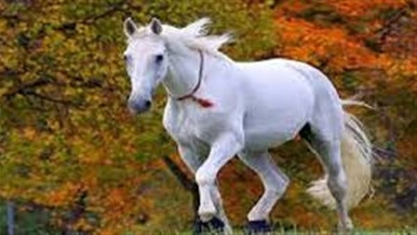تفسير حلم الحصان الأبيض في المنام وعلاقته بالحصول على مال وفير