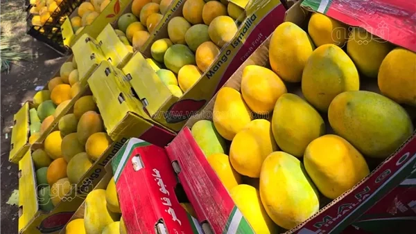 ارتفاع العويس والبلدي والفص، أسعار المانجو اليوم الإثنين 23 يونيو 2025