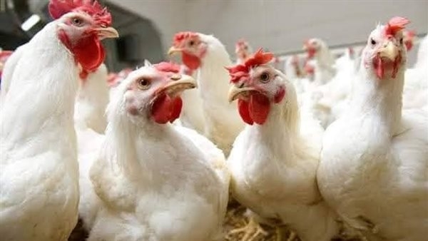 أسعار الدواجن اليوم الخميس 19-6-2025 في محافظة الفيوم