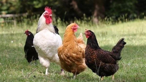 تبدأ من 72 جنيهًا، أسعار الفراخ اليوم الخميس 19 يونيو 2025 (آخر تحديث)