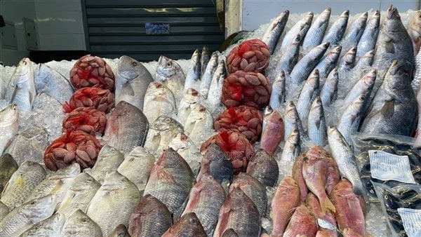 سعر السمك اليوم، انخفاض البلطي 8 جنيهات وارتفاع جديد في المكرونة سويسي
