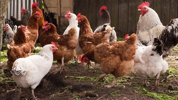 تراجع 9 جنيهات للبلدي، أسعار الفراخ اليوم الإثنين 23 يونيو 2025 (آخر تحديث)