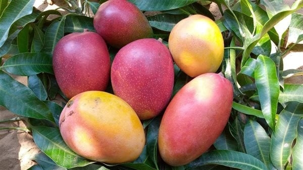 تراجع العويس، أسعار المانجو اليوم الثلاثاء في سوق العبور