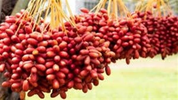 تفسير حلم البلح في المنام وعلاقته بالحصول على مال كثير