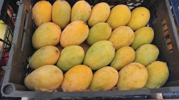 في متناول الجميع، أسعار المانجو اليوم الخميس 26 يونيو 2025