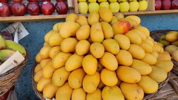 أسعار المانجو اليوم الثلاثاء 1 يوليو 2025، ارتفاع 3 أصناف يعشقها المصريين
