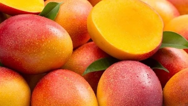 المانجو تحمي الحوامل من تشوهات الأجنة وفقر الدم