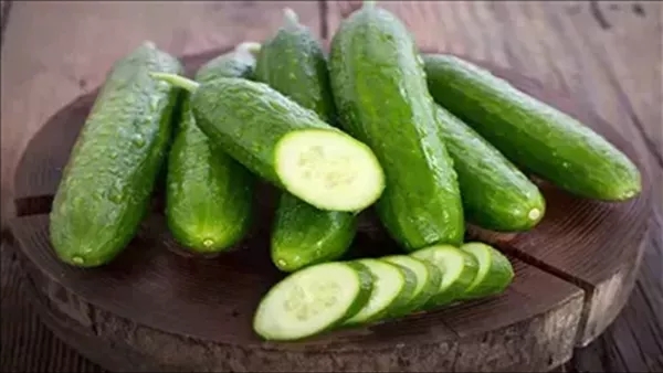 فوائد الخيار، غني بالعناصر الغذائية الهامة التي يحتاجها الجسم