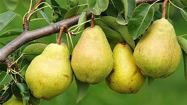 فوائد الكمثرى، تقوي العظام والمناعة وتحمي من السرطان