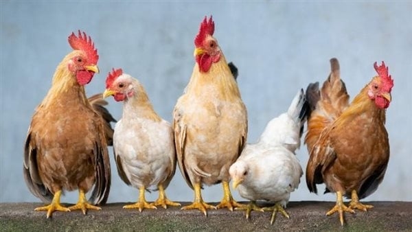 الدواجن ترأف بجيوب المصريين، انخفاض سعر الفراخ اليوم الإثنين (آخر تحديث)