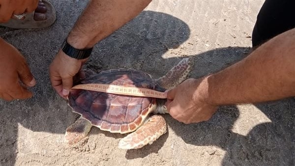 وزارة البيئة تعيد إطلاق سلحفاة بحرية إلى بيئتها الطبيعية بمحمية أشتوم الجميل