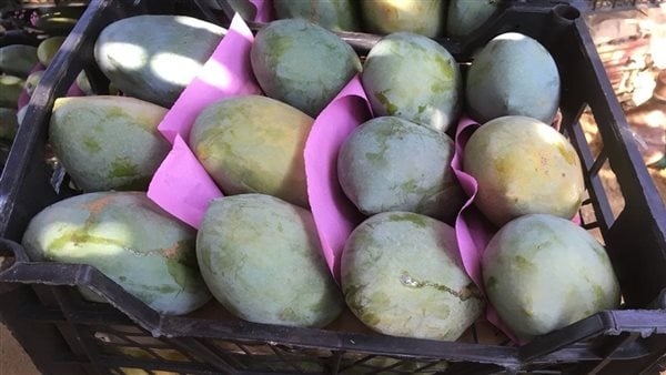 أسعار المانجو اليوم الأربعاء 6 أغسطس 2025، الارتفاع يضرب "نص المعروض"