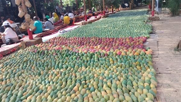 أكبر سجادة تضم 18 نوعًا، أبرز مظاهر انطلاق مهرجان المانجو بالإسماعيلية (فيديو وصور)
