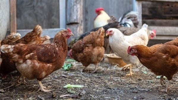 انخفاض البيضاء وارتفاع صادم في البلدي، سعر الفراخ اليوم الأحد 10 أغسطس 2025