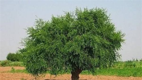 زراعة الجيزة: شجرة السواك بها فوائد مذهلة لصحة الفم