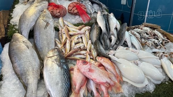 سعر السمك اليوم، انخفاض 20 جنيها في البوري و30 جنيها بالجمبري وارتفاع المرجان