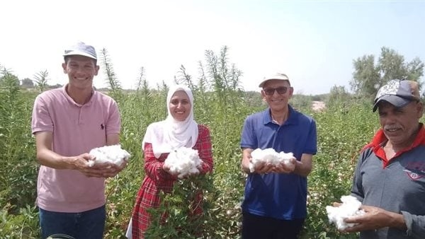 نجاح زراعة القطن في سيناء لأول مرة