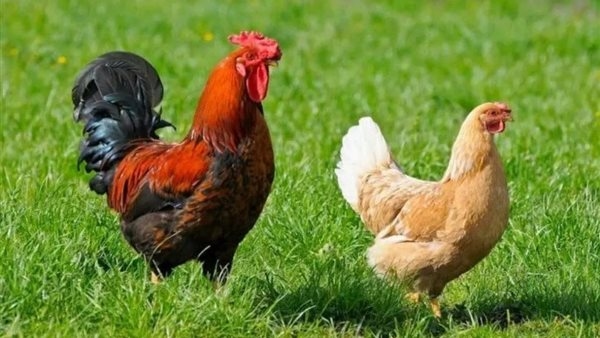ارتفاع مفاجئ في البيضاء وانخفاض البلدي، سعر الفراخ اليوم الخميس 14 أغسطس 2025
