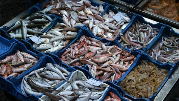 سعر السمك اليوم، انخفاض جديد في البلطي وقفزة تضرب 6 أصناف منها البوري والمكرونة