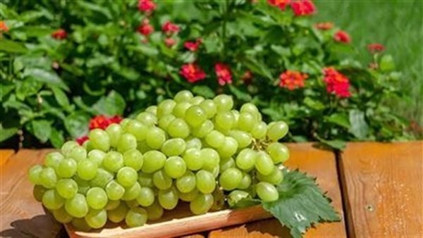 فوائد العنب، يخفض ضغط الدم ويحمي من الشيخوخة والزهايمر