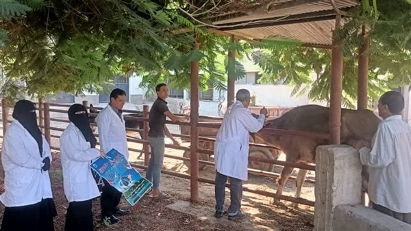 120 لجنة بيطرية وقائية للتحصين ضد الحمي القلاعية بكفرالشيخ