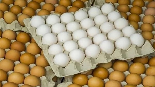 انخفاض الأبيض، سعر كرتونة البيض اليوم الأحد في بورصة الدواجن