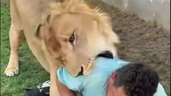 محمد عبدالجليل يكتب: أسد في مواجهة عامل مغترب.. «المواطن المصري» سلعة رخيصة في ليبيا!