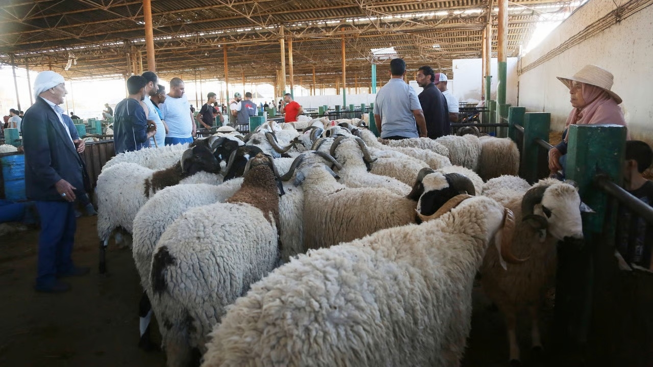 تونس: من 250 إلى 1200 دينار، خمسة وعشرون عامًا من التضخم في سوق الأغنام