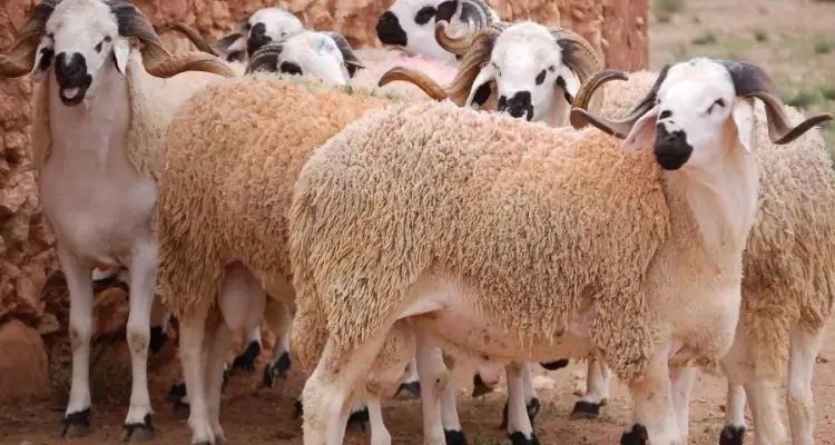 غرفة القصابين تقترح بيع كلغ الأضحية ب35,2 دينار