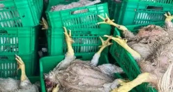 سوسة: حجز قرابة الطن من الدجاج غير الصالح للاستهلاك