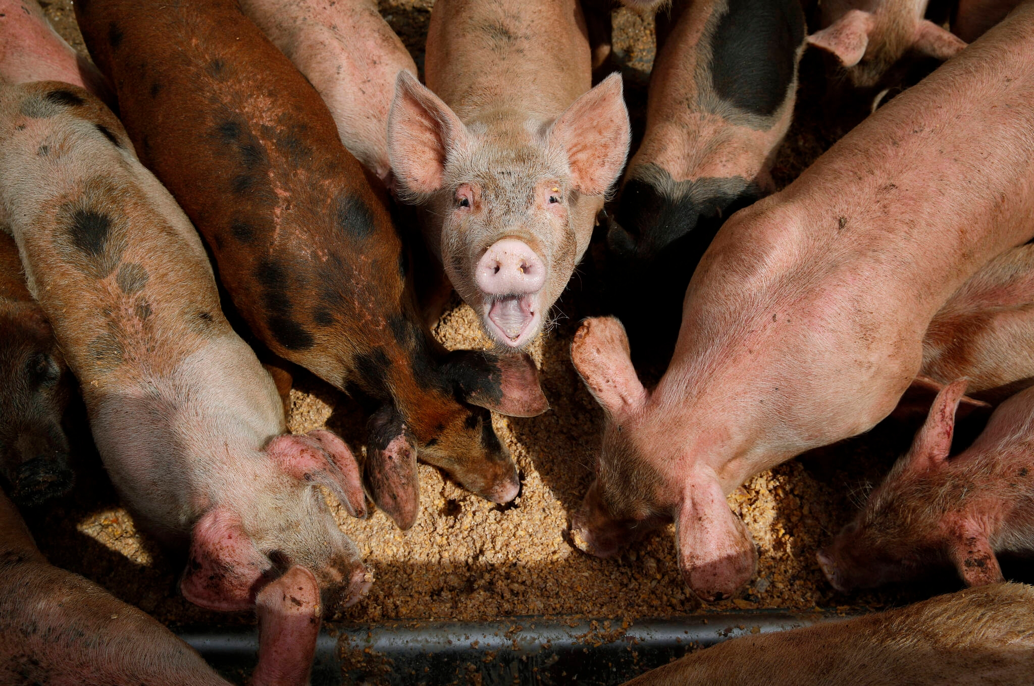 Renewed marketing, product development keys to improved pork sales: report