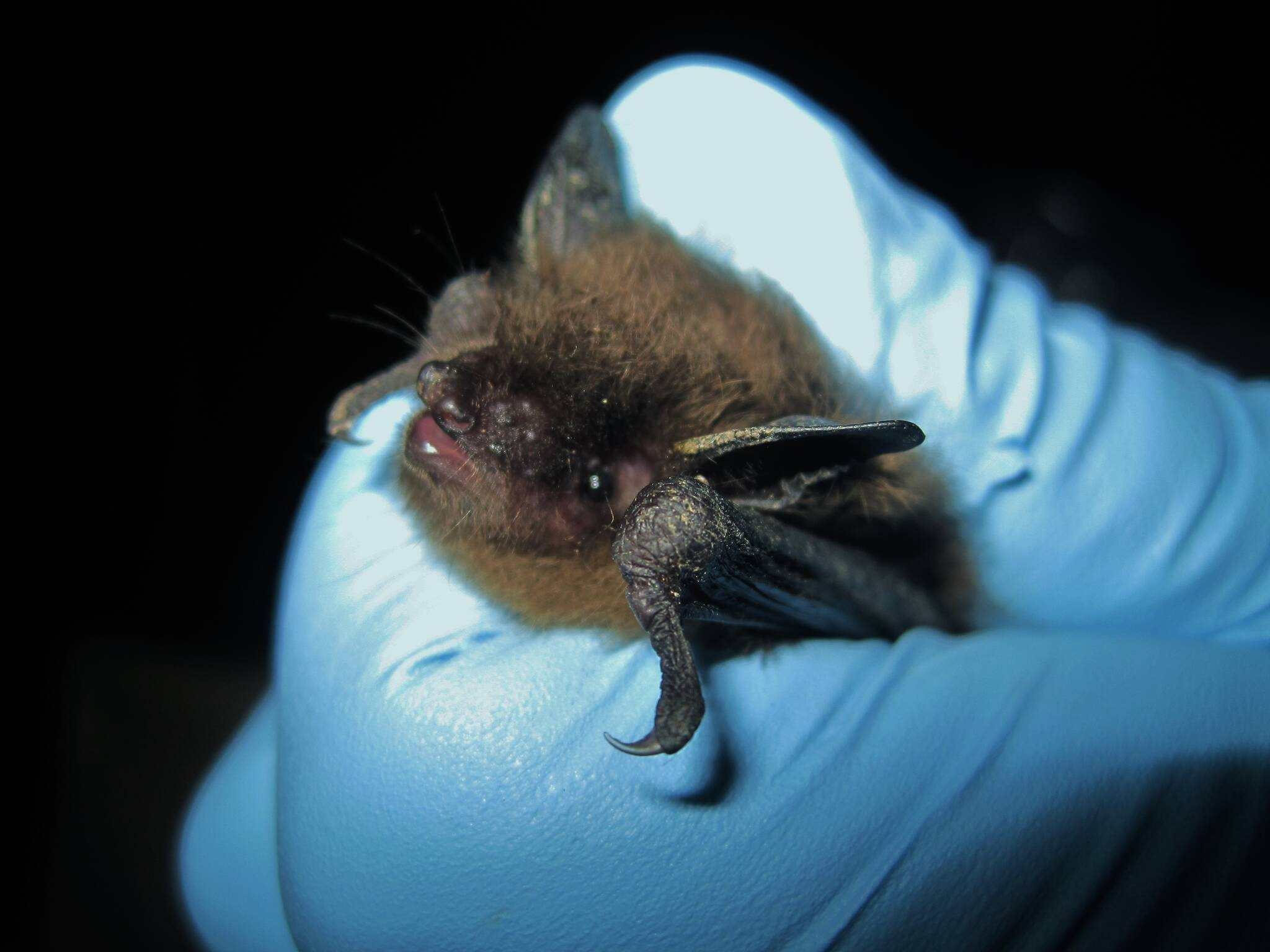 Tiny creatures of the night are dying in record numbers in Manitoba