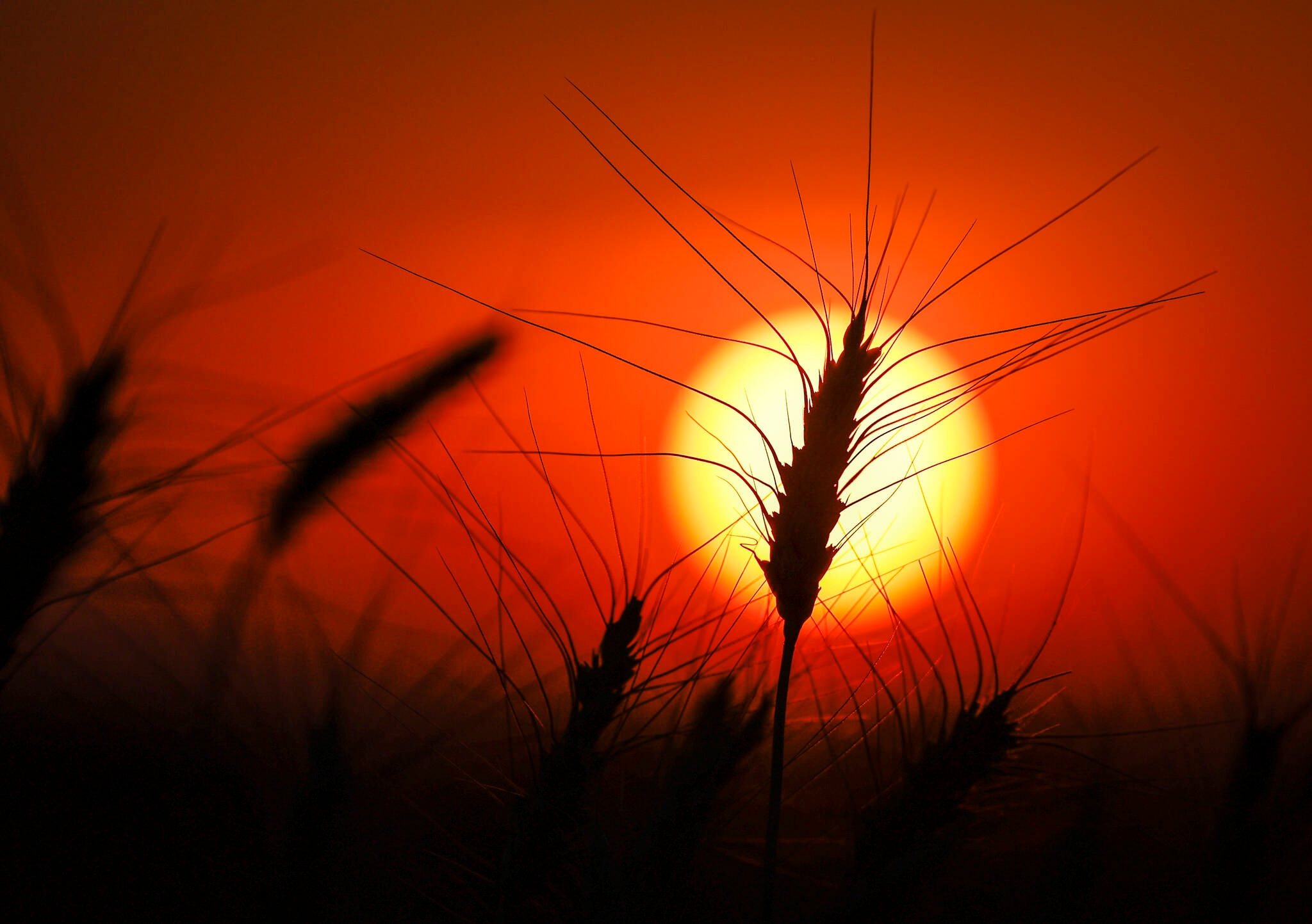 Promising alternatives highlighted in U of M study of cropping systems