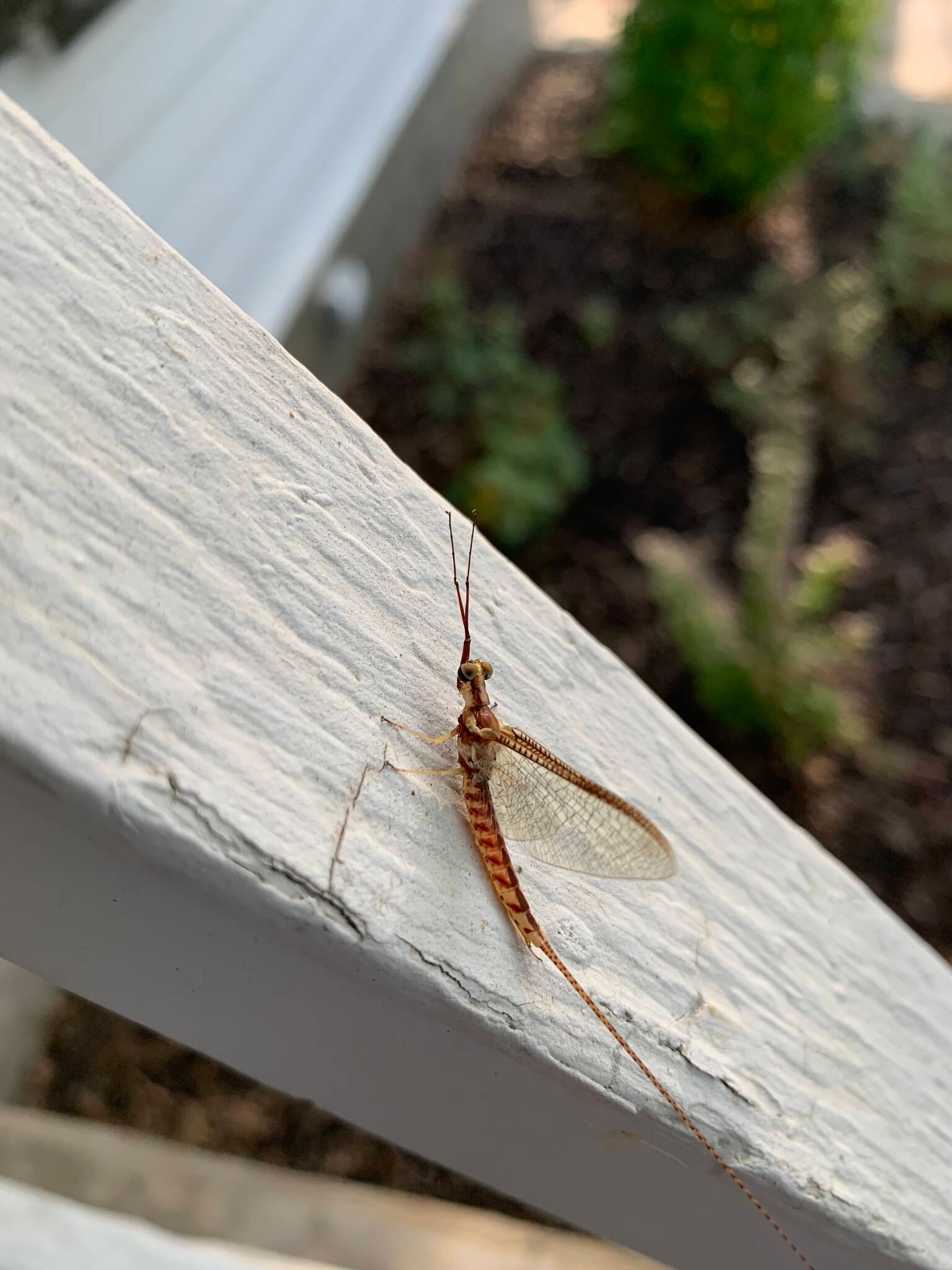 As insect numbers continue to fall, scientists worry