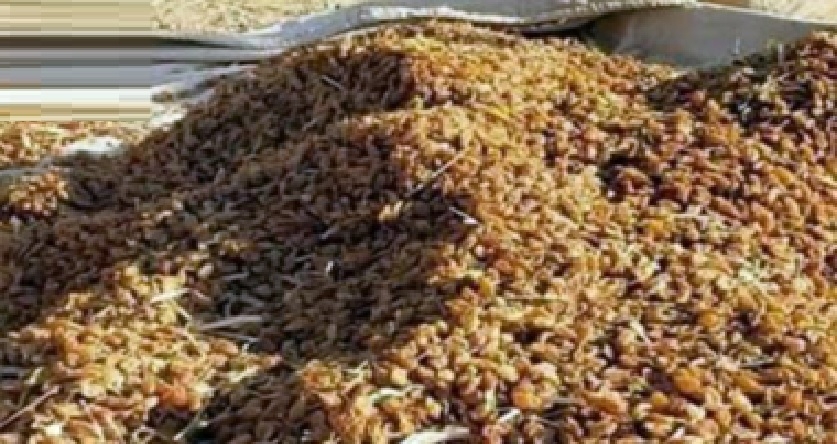 ضبط نحو 3 طن من الأدوية والزبيب الممنوع والمهرب في إب وتعز